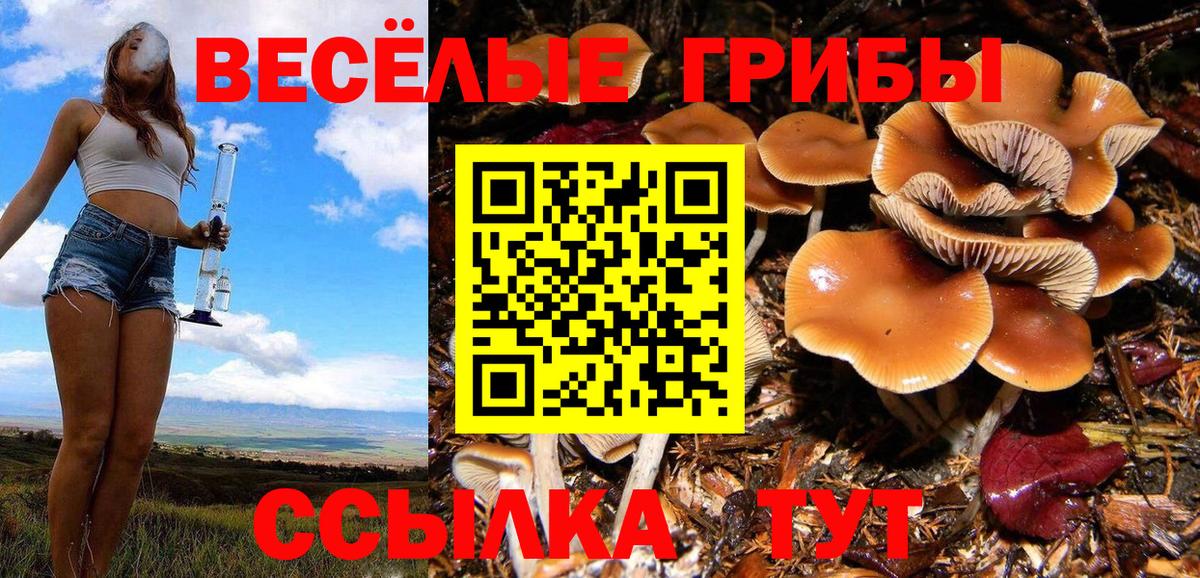 Чистополь  Галлюциногенные грибы Psilocybe  Вход с VPN 